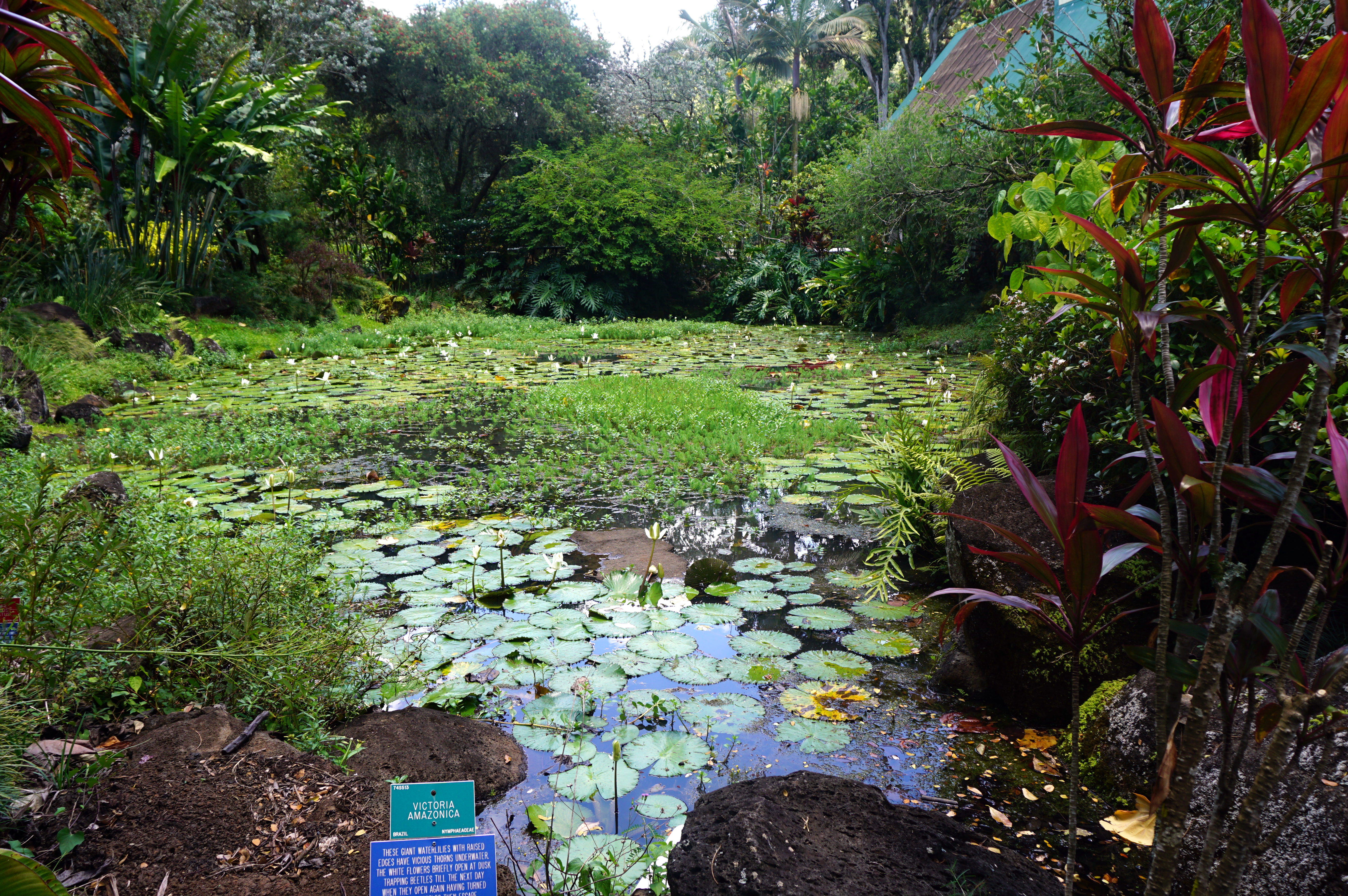 The Waimea Valley Botanical Garden And Hike From California To